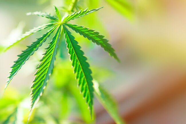 Medical marijuana investment opportunities