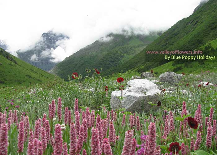 valley of flowers Tour Packages