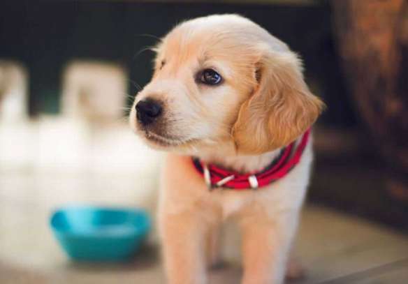 5 Reasons why you must Buy Puppy Pads