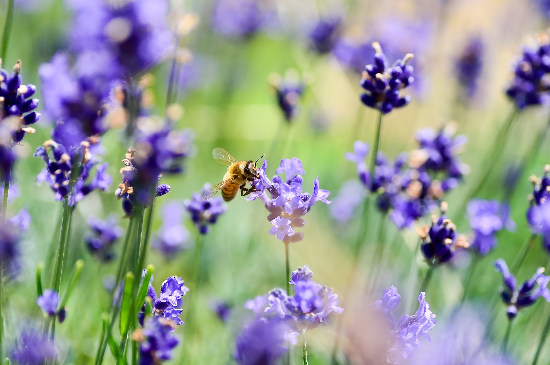 How to Create a Bee-Friendly Garden