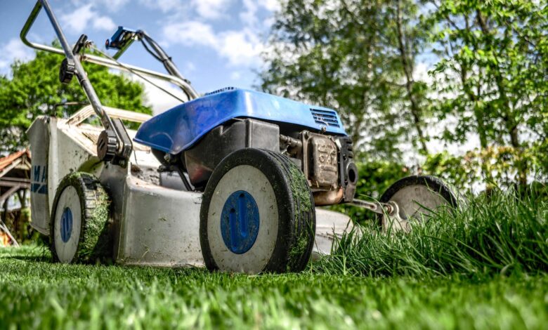 Entrusting Your Yard to the Pros: Professional Lawn Services